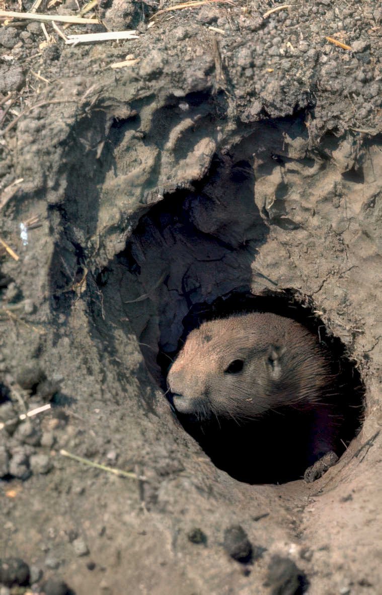 groundhog burrow grass Vintage A4 Photo Print