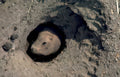 groundhog burrow meadow Vintage A4 Photo Print