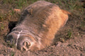 groundhog burrow montana 1980s 1990s A4 Photo Print