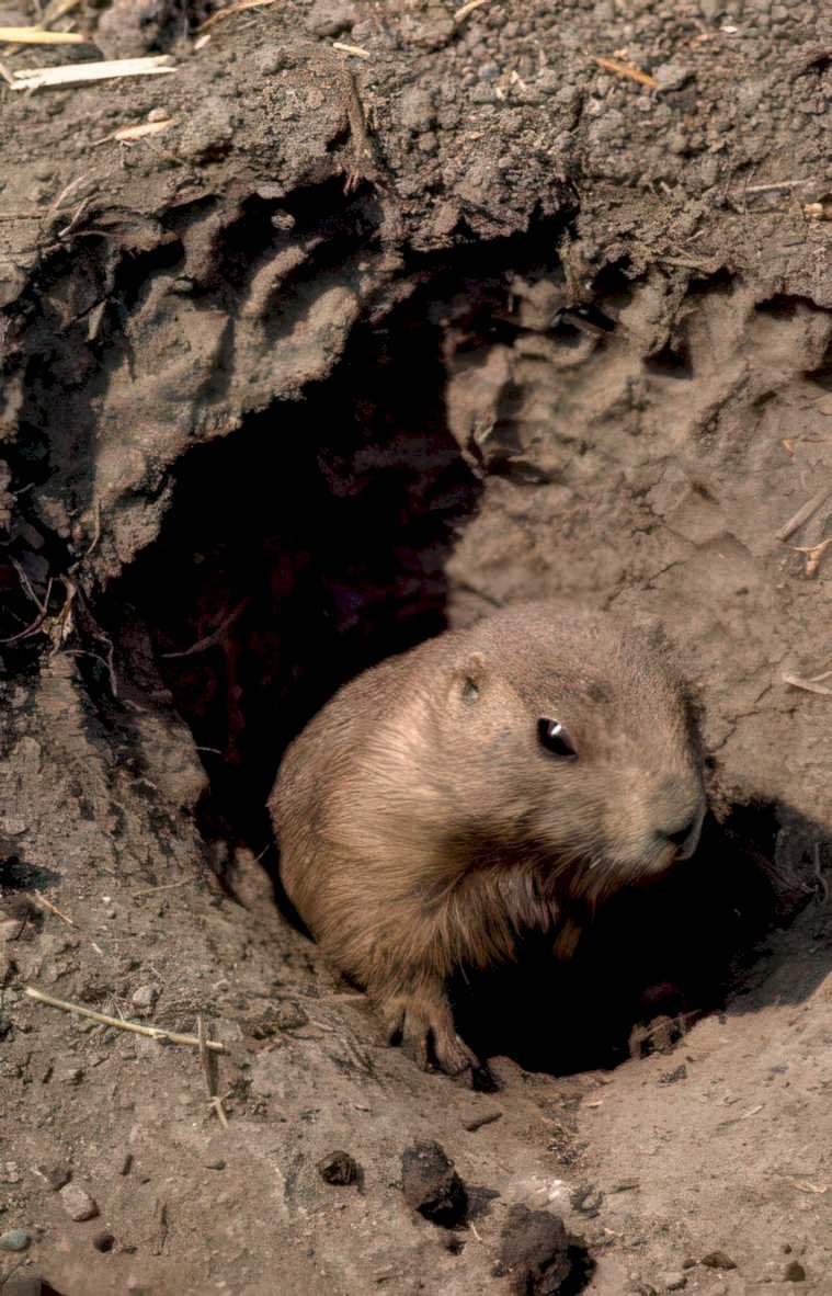 groundhog burrow soil Vintage A4 Photo Print