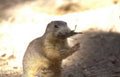 groundhog desert twig Vintage A4 Photo Print
