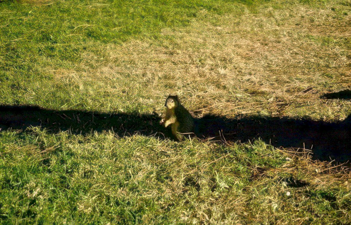 groundhog field shadow Vintage A4 Photo Print