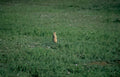 groundhog field wildflowers Vintage A4 Photo Print