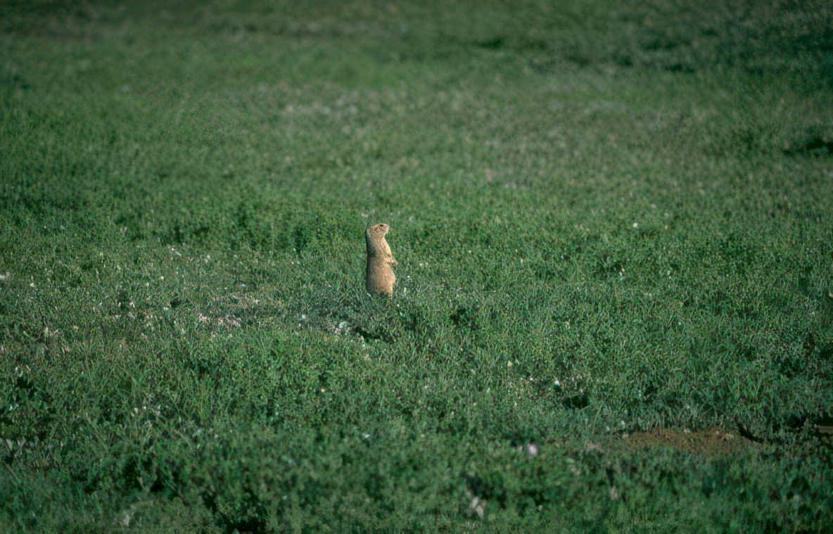 groundhog field wildflowers Vintage A4 Photo Print