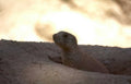 groundhog sunset burrow Vintage A4 Photo Print