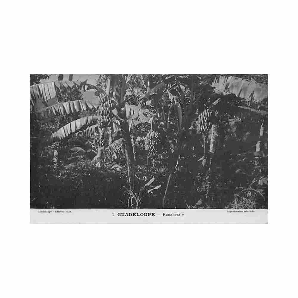 guadeloupe bananeraie ed catan 1 Vintage A4 Photo Print