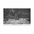 guadeloupe champ de cocotiers ed catan 22 Vintage A4 Photo Print