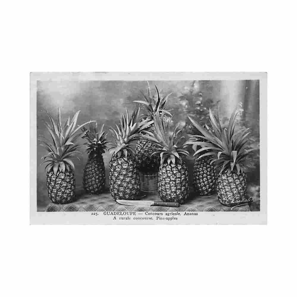 guadeloupe concours agricole ananas ed p candalen 225 Vintage A4 Photo Print