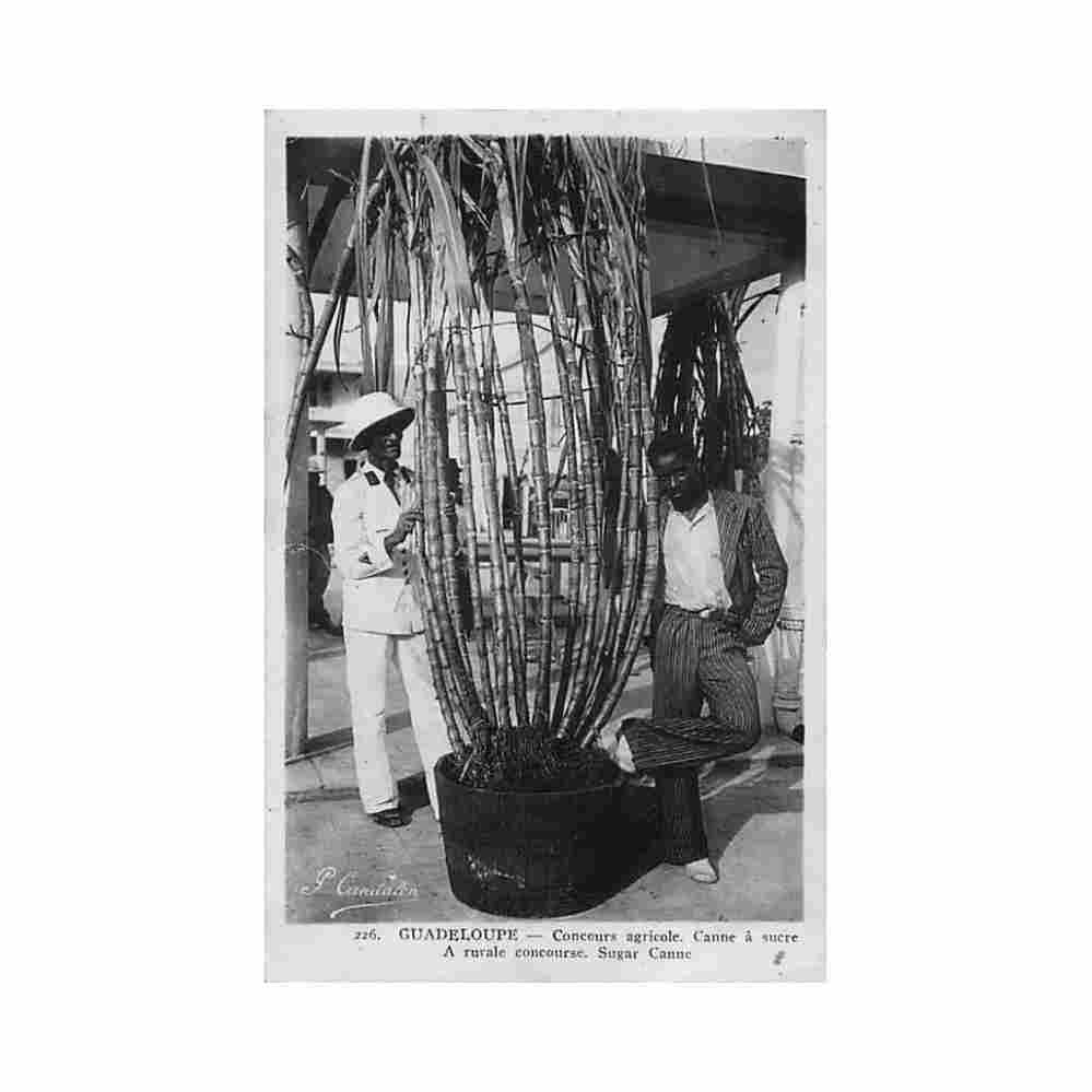 guadeloupe concours agricole canne a sucre ed candalen 226 Vintage A4 Photo Print