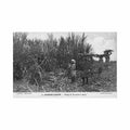 guadeloupe coupe de la canne a sucre ed catan 6 Vintage A4 Photo Print