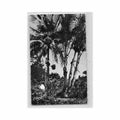 guadeloupe cueillette de cocos ed candalen m4 Vintage A4 Photo Print