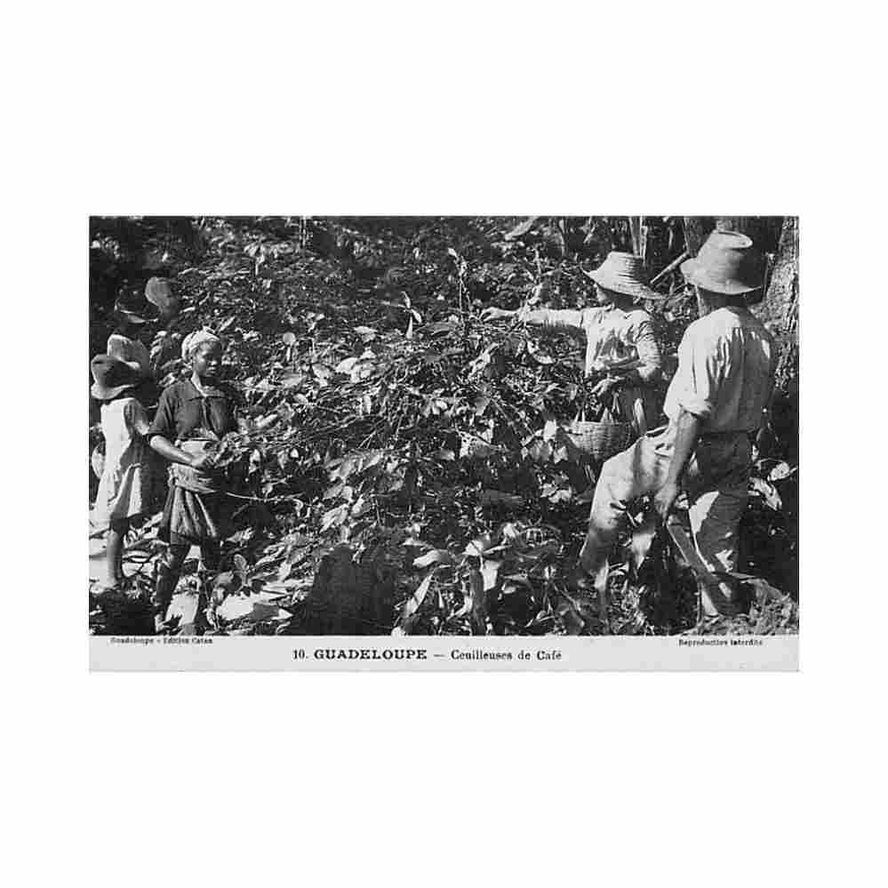 guadeloupe cueilleuses de cafe ed catan 10 Vintage A4 Photo Print