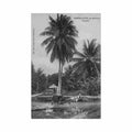 guadeloupe environs de pointe a pitre poussette ed phos Vintage A4 Photo Print
