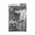 guadeloupe la cueillette du cacao propriete saint charles ed catan 7 Vintage A4 Photo Print