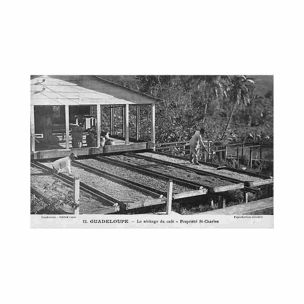 guadeloupe le sechage du cafe propriete saint charles ed catan 12 Vintage A4 Photo Print