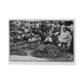 guadeloupe preparation de la vanille ed m t Vintage A4 Photo Print