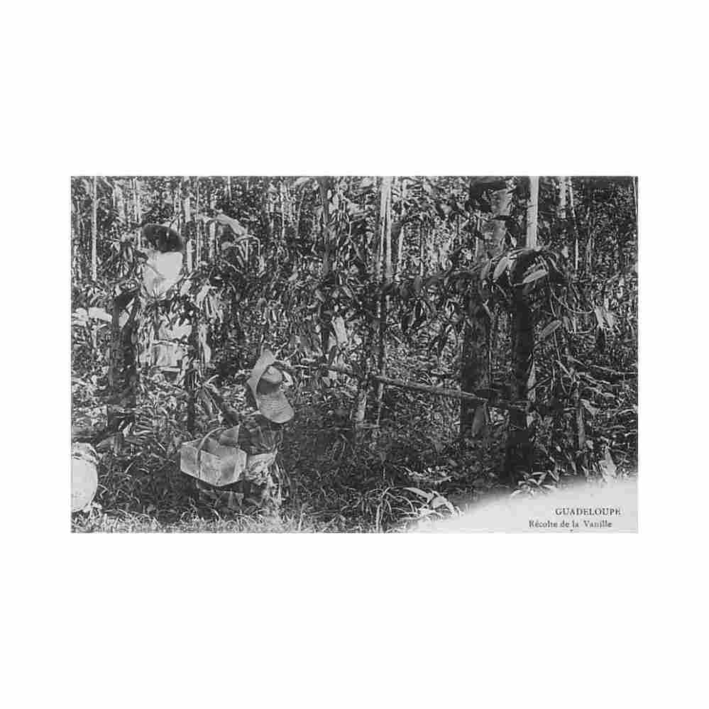 guadeloupe recolte de la vanille ed phos Vintage A4 Photo Print