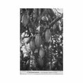 guadeloupe un cacaoyer charge de fruits ed catan 6 Vintage A4 Photo Print