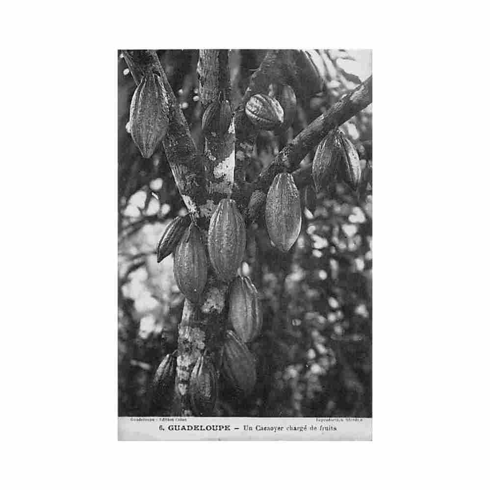 guadeloupe un cacaoyer charge de fruits ed catan 6 Vintage A4 Photo Print