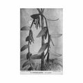 guadeloupe un vanillier ed catan 25 Vintage A4 Photo Print