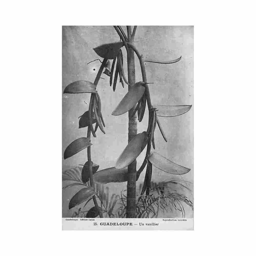 guadeloupe un vanillier ed catan 25 Vintage A4 Photo Print
