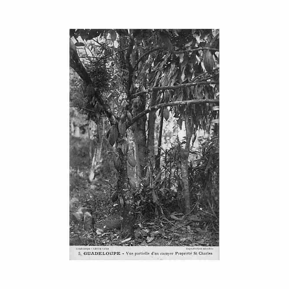 guadeloupe vue partielle d un cacaoyer propriete saint charles ed catan 5 Vintage A4 Photo Print