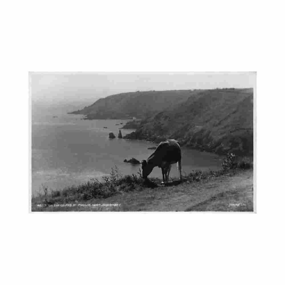 guernsey on the cliffs at mouley huet judges ltd 4557 Vintage A4 Photo Print