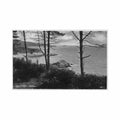 guernsey pine forest jmj Vintage A4 Photo Print