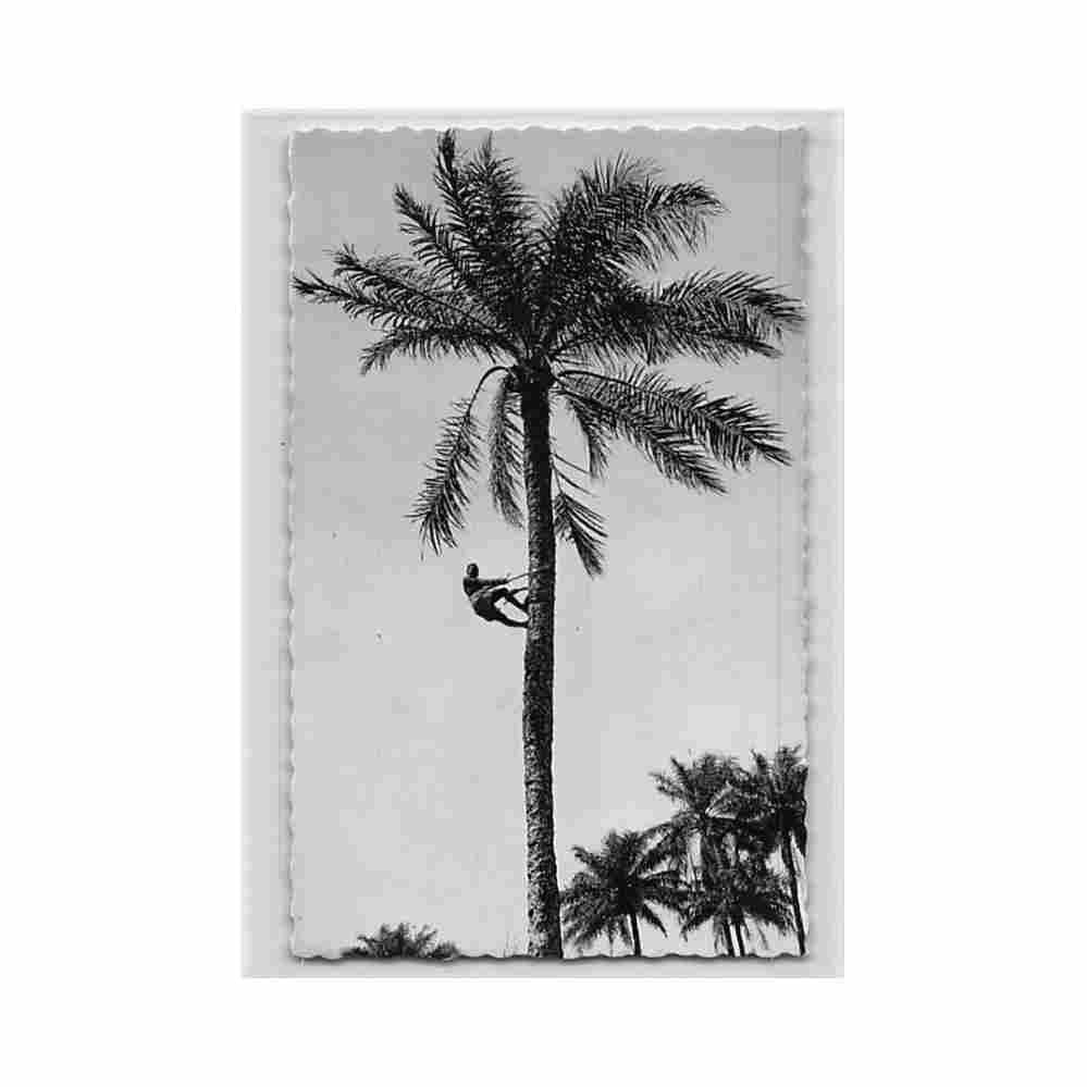 guinee conakry montee au cocotier ed cogex 2702 Vintage A4 Photo Print