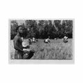 guinee conakry regiond e baffa recolte du riz ed cogex 2708 Vintage A4 Photo Print