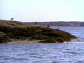 gulls rocks maine1980s 1990s A4 Photo Print