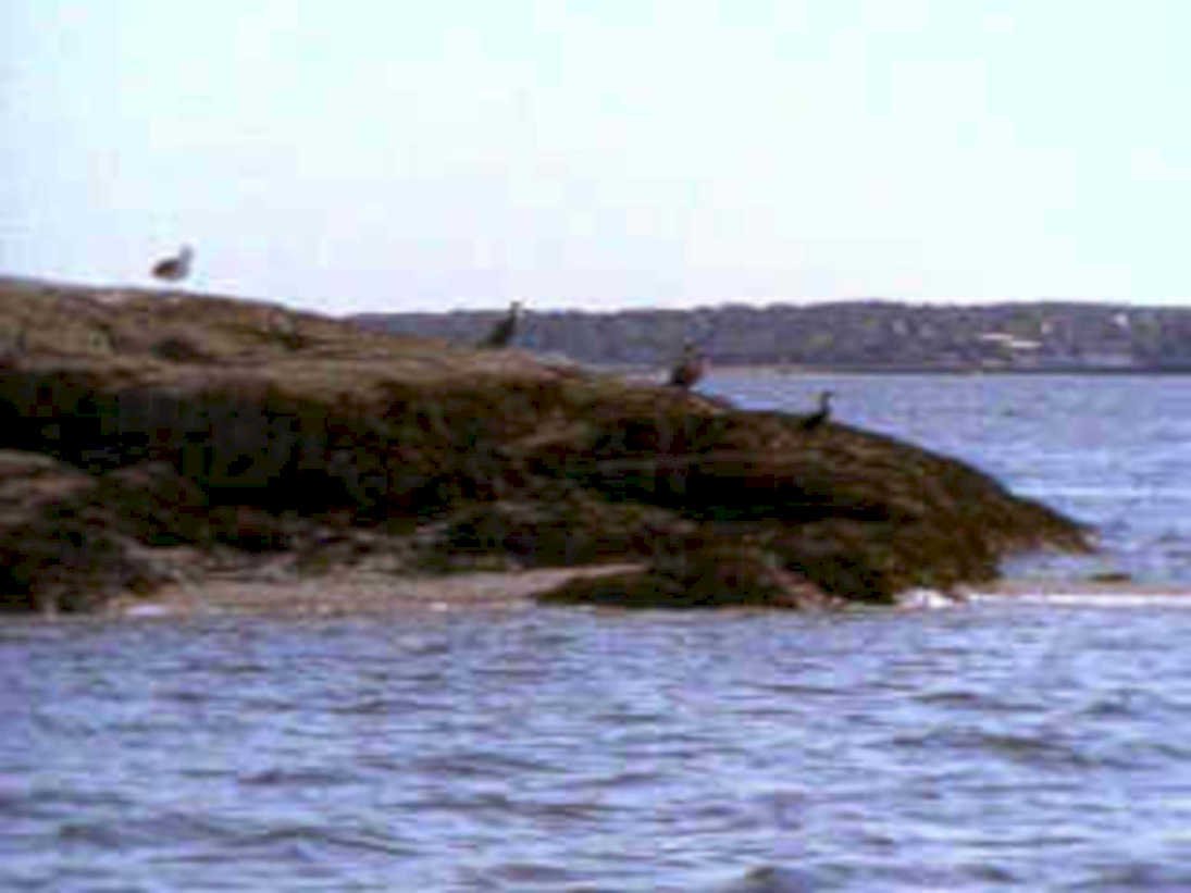 gulls rocks maine1980s 1990s A4 Photo Print