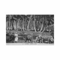 guyane cayenne cocotiers et buffles ed la conscience 23 Vintage A4 Photo Print