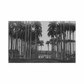 guyane cayenne les palmistes allee de l hopital colonial ed la conscience Vintage A4 Photo Print