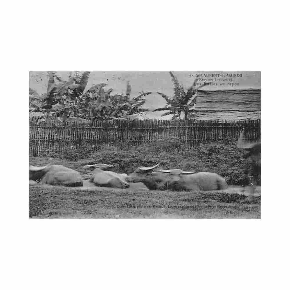 guyane saint laurent du maroni les buffles au repos ed d lanes 7 Vintage A4 Photo Print