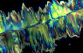 halite birefringence crystal Vintage A4 Photo Print