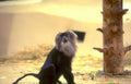 hanuman monkey golden Vintage A4 Photo Print