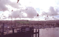 harbor sailboats seagulls Vintage A4 Photo Print