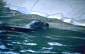 harp seal ice Vintage A4 Photo Print
