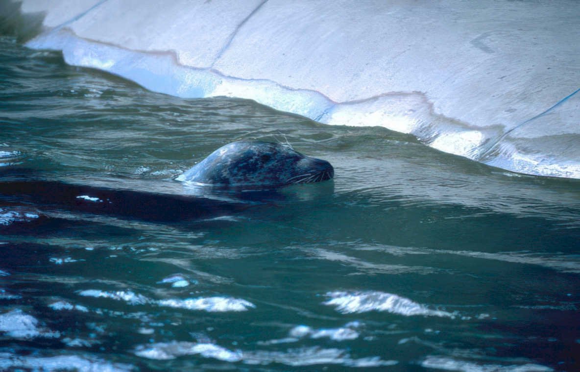 harp seal ice Vintage A4 Photo Print
