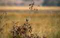 harrier hawk autumn Vintage A4 Photo Print