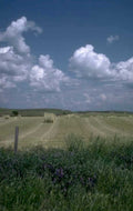 harvest wheat field 1980s 1990s A4 Photo Print