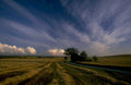 harvest wheat sky 1980s 1990s A4 Photo Print 42