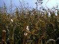 harvested corn field1980s 1990s A4 Photo Print