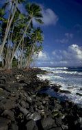 hawaii coast palm 1980s 1990s A4 Photo Print