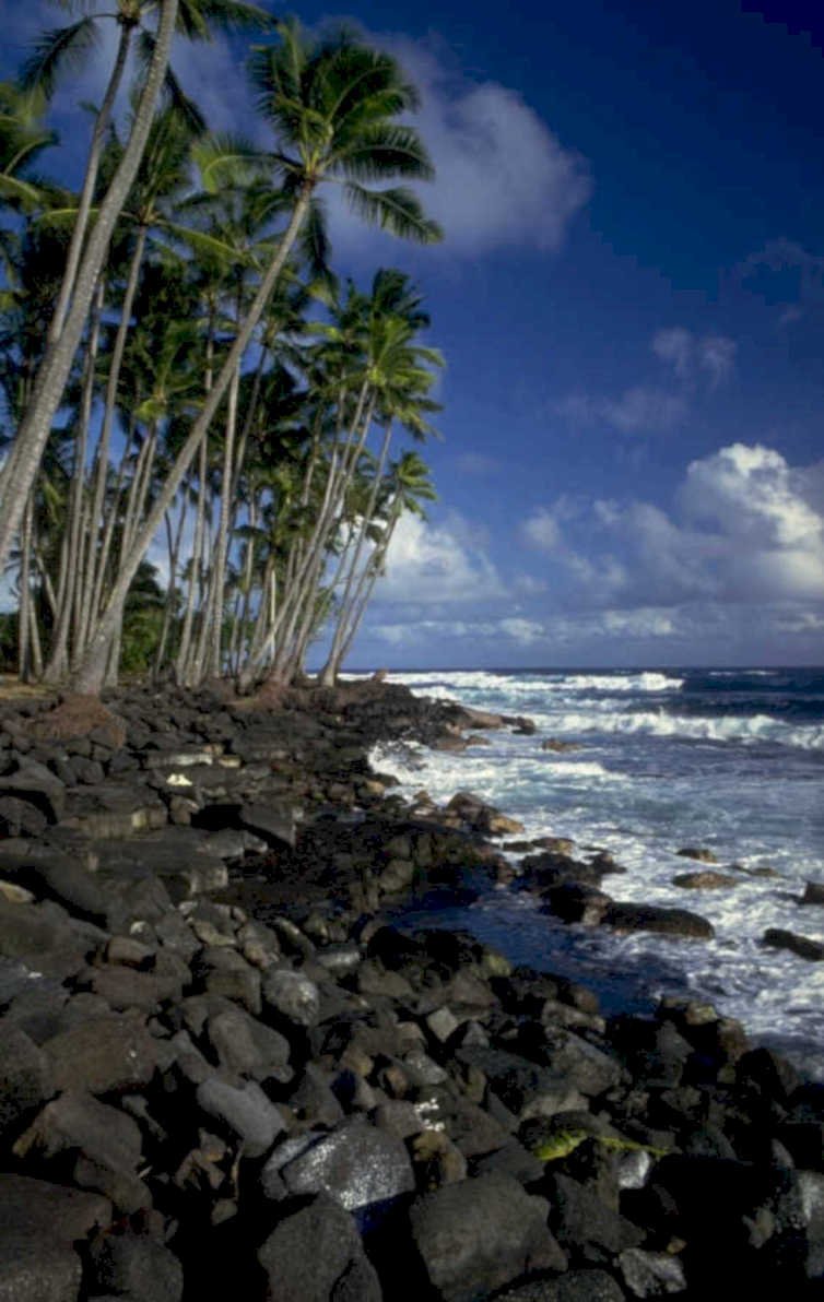 hawaii coast palm 1980s 1990s A4 Photo Print