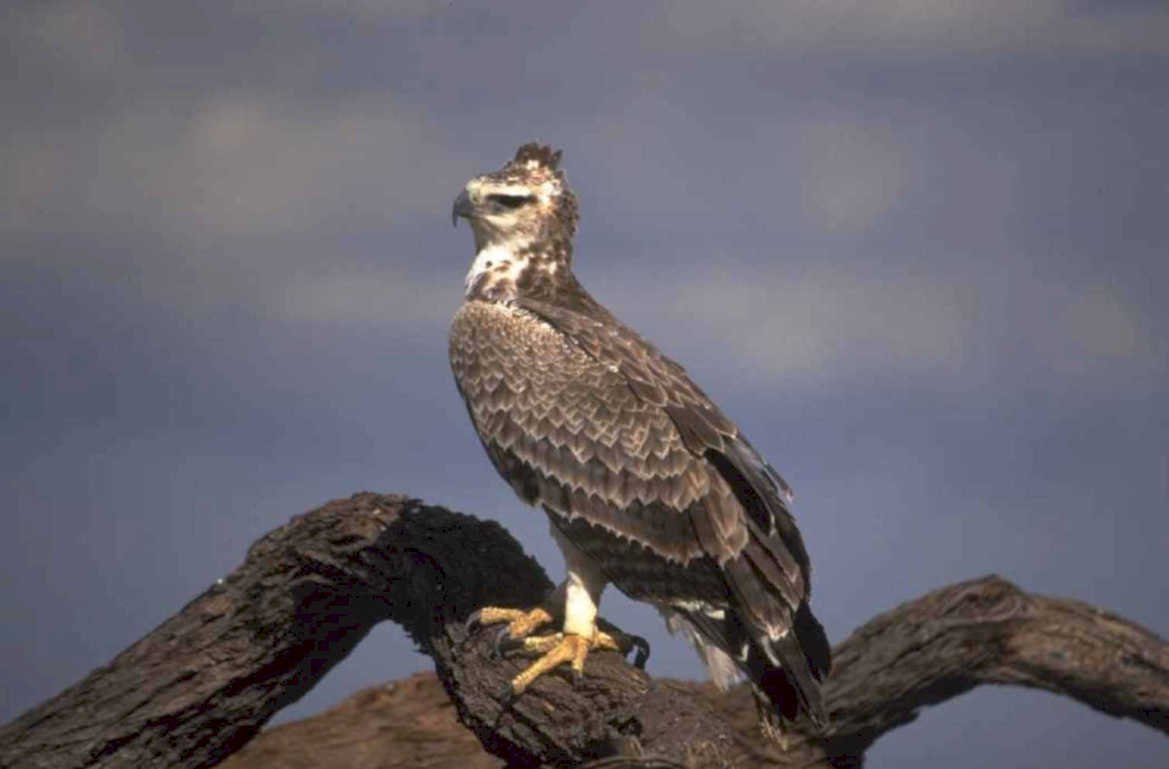 hawk eagle savanna 1980s 1990s A4 Photo Print