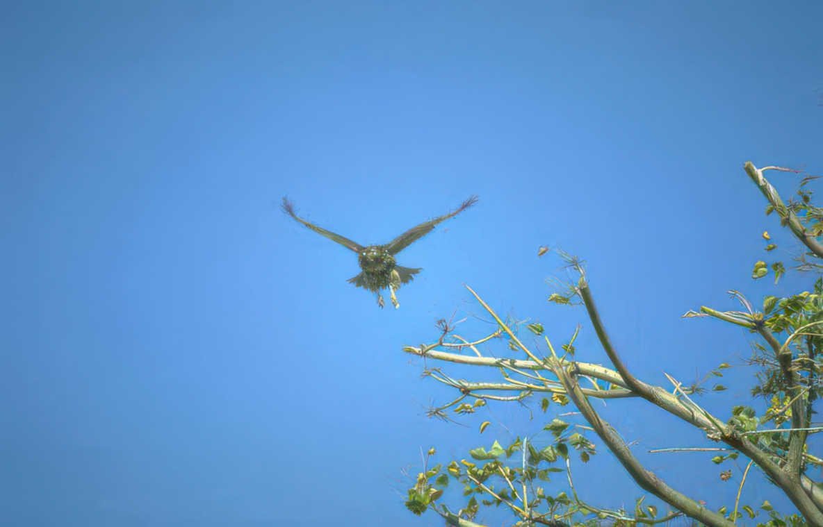 hawk flight blue Vintage A4 Photo Print