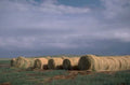 hay bales landscape 1980s 1990s A4 Photo Print