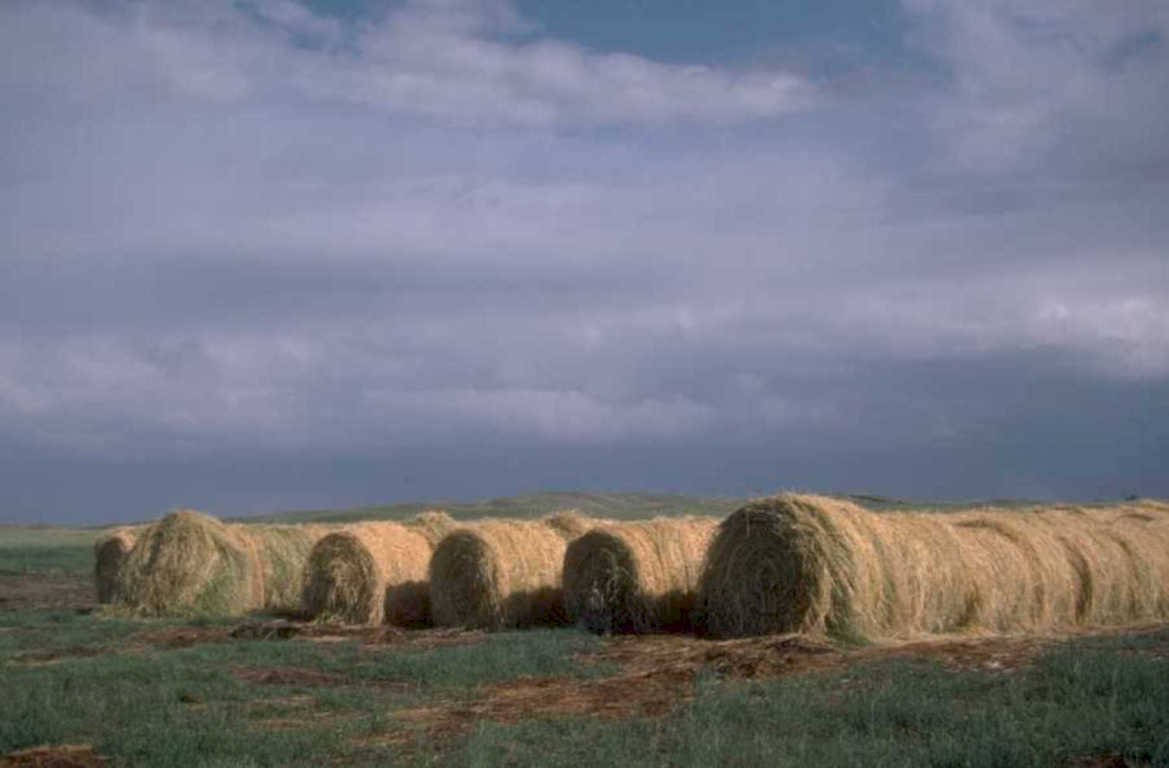hay bales landscape 1980s 1990s A4 Photo Print